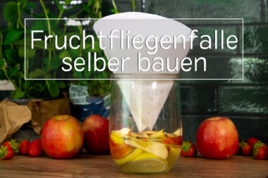 Obstfliegenfalle selber bauen