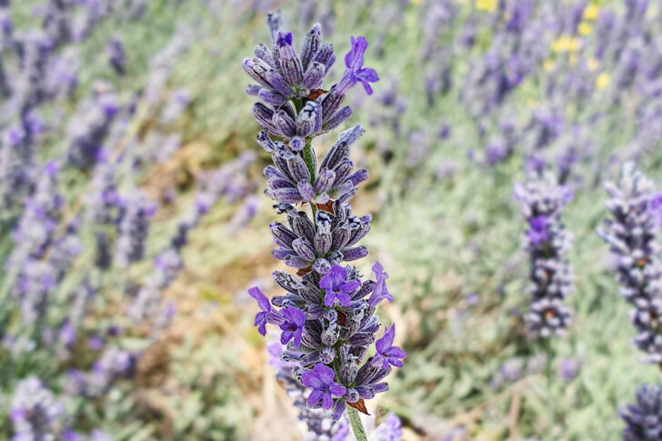 Lavendelblüte
