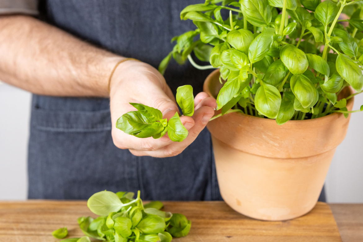 Leichte Basilikumcreme | Rezept Leichte Basilikumcreme | Rezept