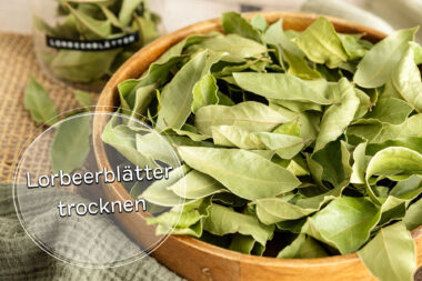 Lorbeerblätter trocknen