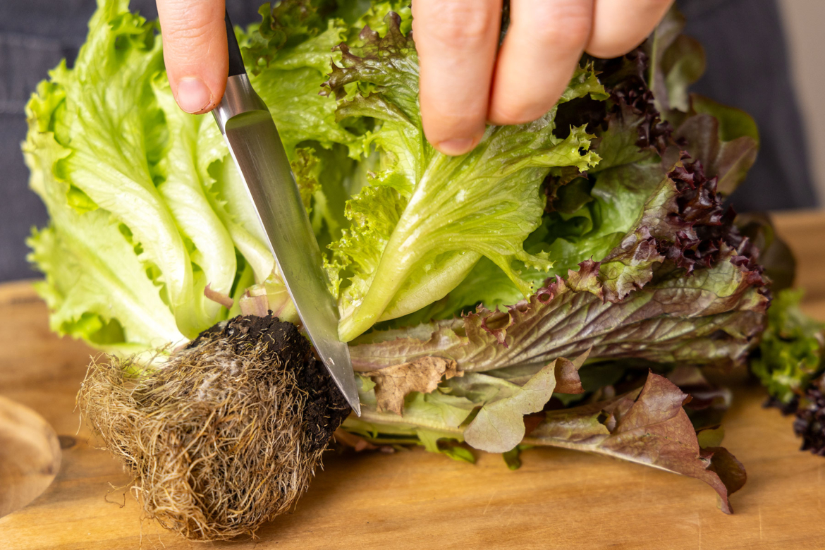 Einfacher Lollo Rosso Salat