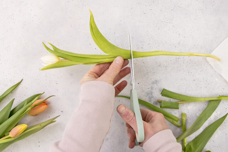 Stängel einer Tulpe mit einer Schere kuerzen