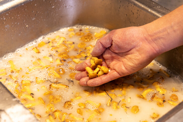 Pfifferlinge in Mehlwasser waschen